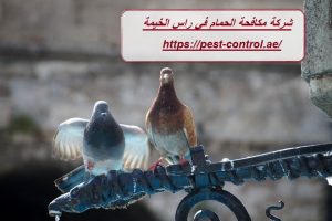 شركة مكافحة الحمام في راس الخيمة