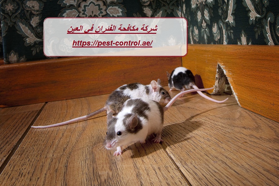 شركة مكافحة الفئران في العين