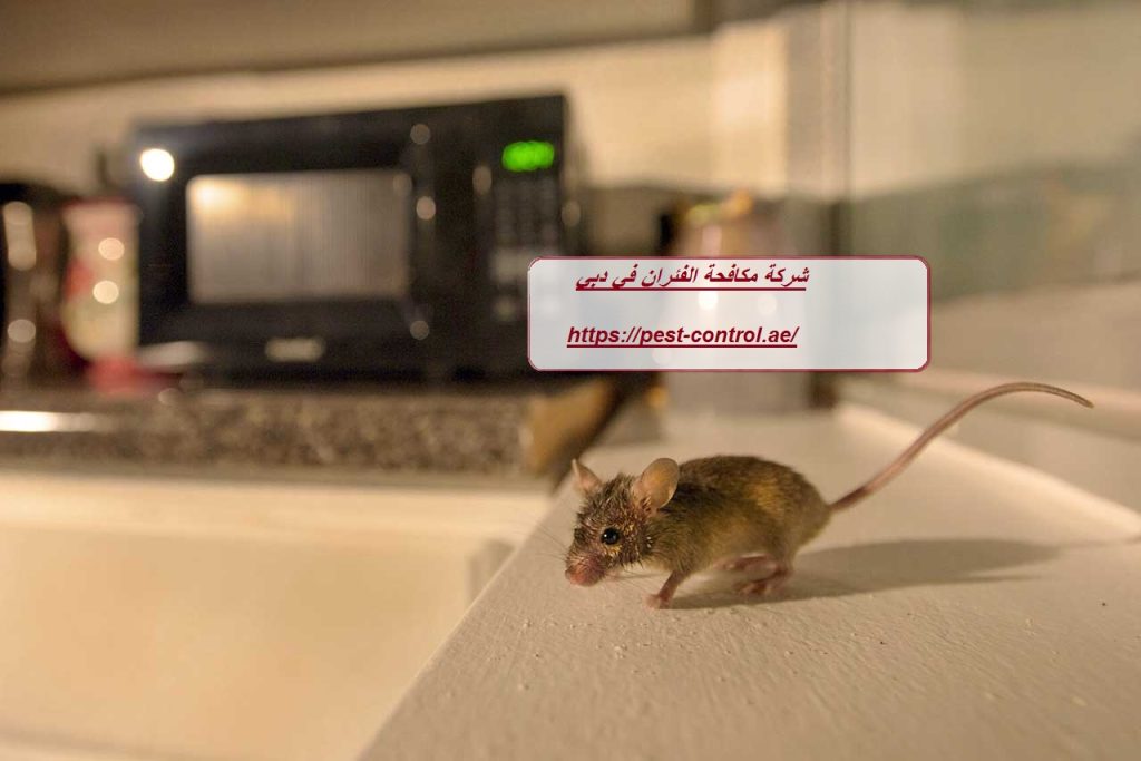 شركة مكافحة الفئران في دبي