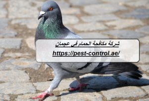 شركة مكافحة الحمام في عجمان