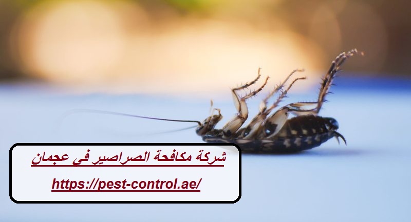 شركة مكافحة الصراصير في عجمان