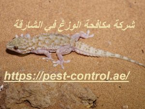 شركة مكافحة الوزغ في الشارقة